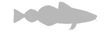 Logo av toski