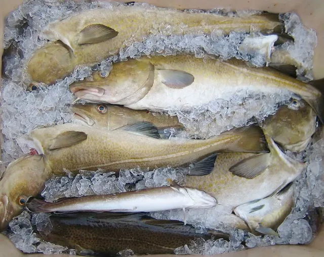 /1-fiskivinna